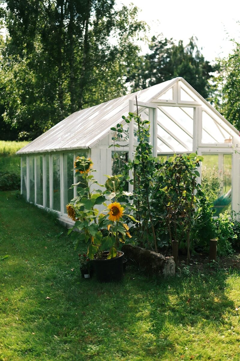 Sunflowers in a black pot beside a white greenhouse in a garden