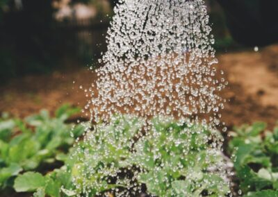 person watering plant